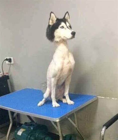 Poodle Cuts Morkie Haircuts Dog Maltese Yorkie Haircut Puppies Poo Cuts