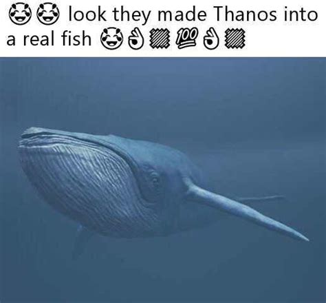 Thanos Fish Rdankmemes