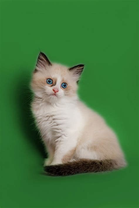 Ragdoll Kittens For Sale Breeders Near You Adopt Now Purebred Kitties