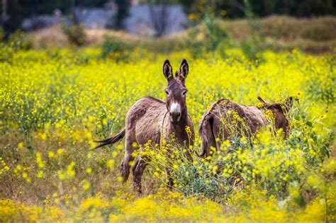How A Proposed Riverside County Ordinance Could Save Wild Burros