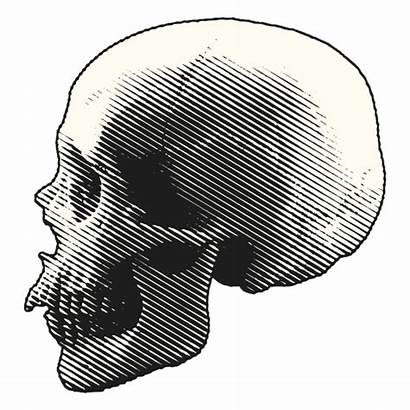 Scary Skull Halloween Illustration Transparent Svg Vector
