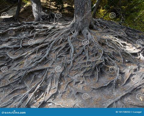Majestic Roots Of A Big Tree Exposed Due To Soil Erosion Stock Image