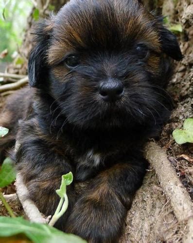 Lhasa Apso Puppy For Sale Adoption Rescue Lhasa Apso Puppy For