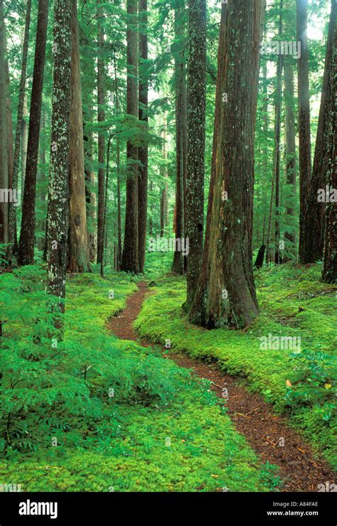 Discover 5 Of Americas Oldgrowth Forests American Forests