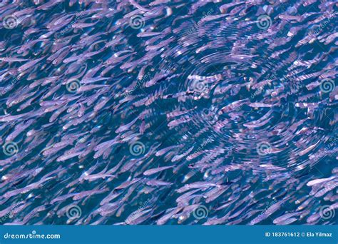 Small Fish Flock Top View Above Water Surface Stock Photo Image Of