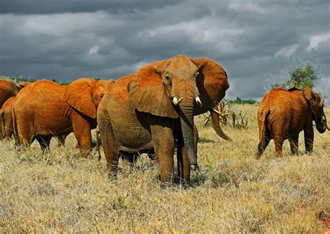 How To Visit Kenyas Tsavo East National Park