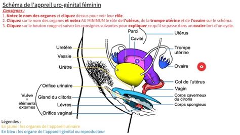Repro Appareil Féminin By Camillegreiner28 On Genially
