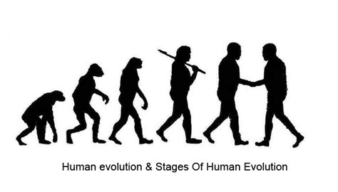 Human Evolution And Stages Of Human Evolution A Savvy Web