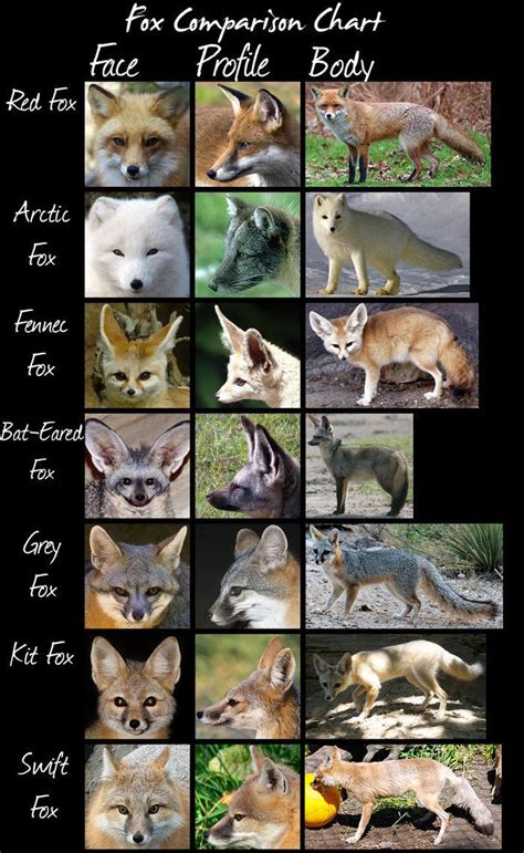 Pin By ʚϊɞ Brenan ʚϊɞ On Foxes Animals Animals Wild Pet Fox Cute