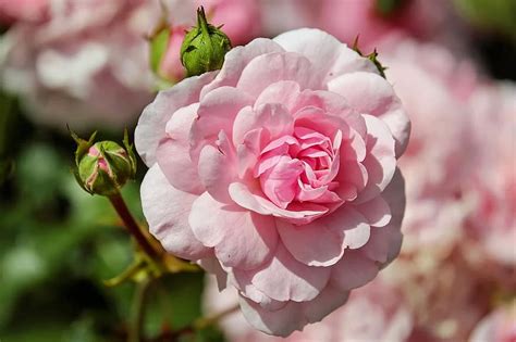 Rose Flower Blossom Bloom Pink Summer Nature Pikist