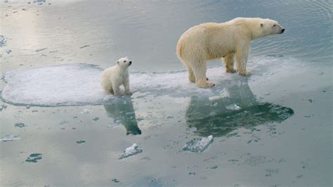 Polar Bear Photos Stunning Shots Capture Earth S Icons Of Climate