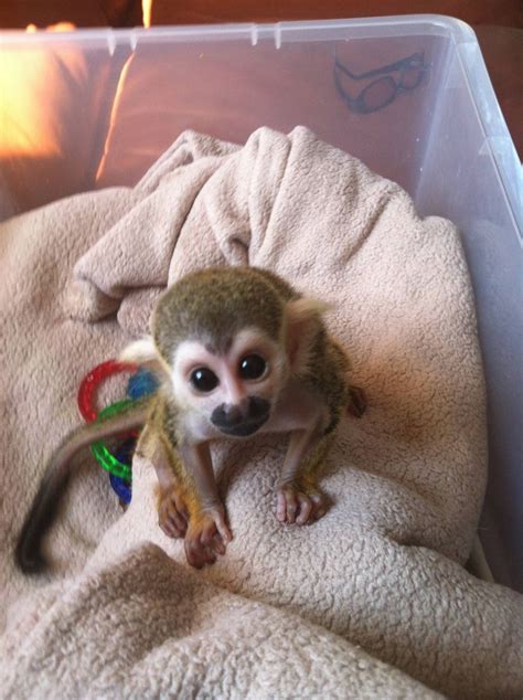 Baby Finger Monkeys For Sale In Nc Peepsburgh