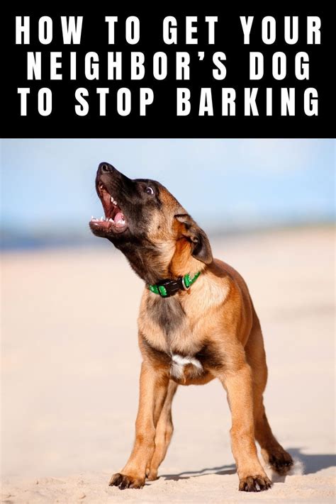 How To Get Your Neighbors Dog To Stop Barking In 2021 Dogs Dog