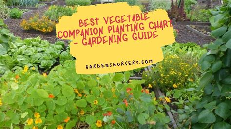 Best Vegetable Companion Planting Chart Gardening Guide Gardens Nursery