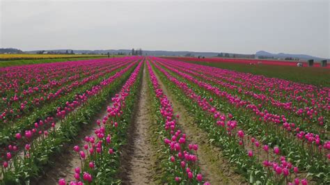 We know things look a lot different this year! Skagit Valley Tulip Festival makes changes for 2021 return ...