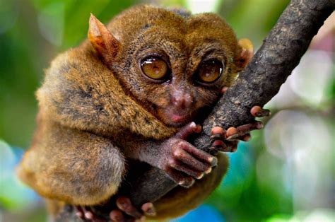 Tarsier Monkey Primate Eyes Humor Funny Cute 7 Wallpaper 2313x1536