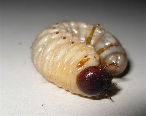 Today i am making good on… Grub's progress (1 of 10) Elephant or Rhinoceros Beetle gr ...