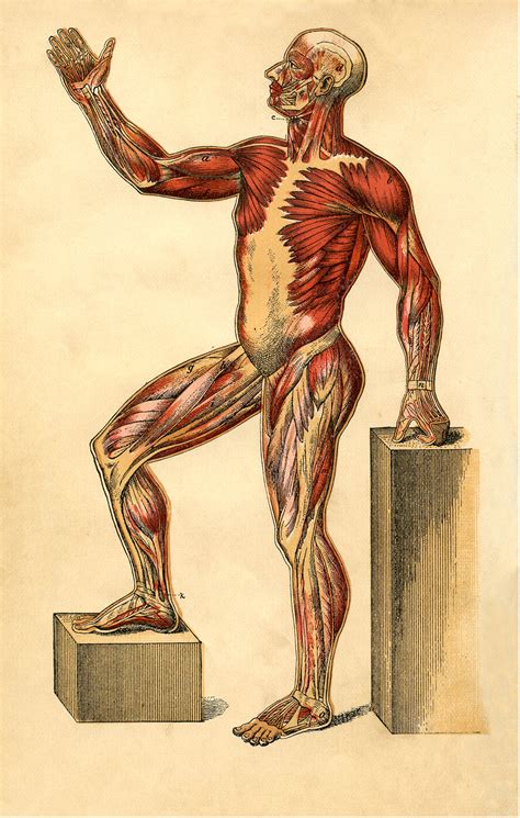 Anatomical diagram showing a front view of muscles in the human body. Anatomy Muscle Man Image - The Graphics Fairy