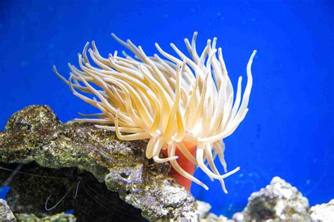Anemone Coral For Sale In Uk 55 Used Anemone Corals