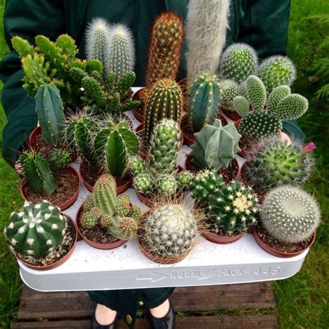95 Best Indoor Cactus Plants Images On Pinterest Succulents Cactus