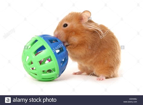 Hamsters Cut Out Stock Images And Pictures Alamy