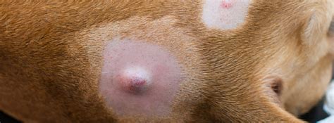 Knowing About The Types Of Lumps And Bumps On Dog