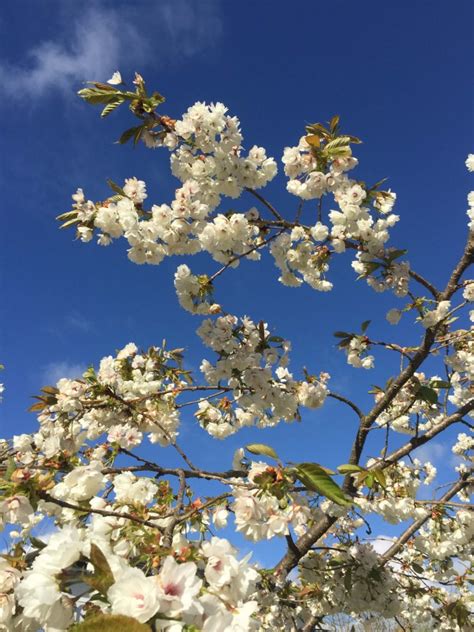 Prunus Shirotae Mount Fuji Cherry Tree Elements Garden And Landscape Design