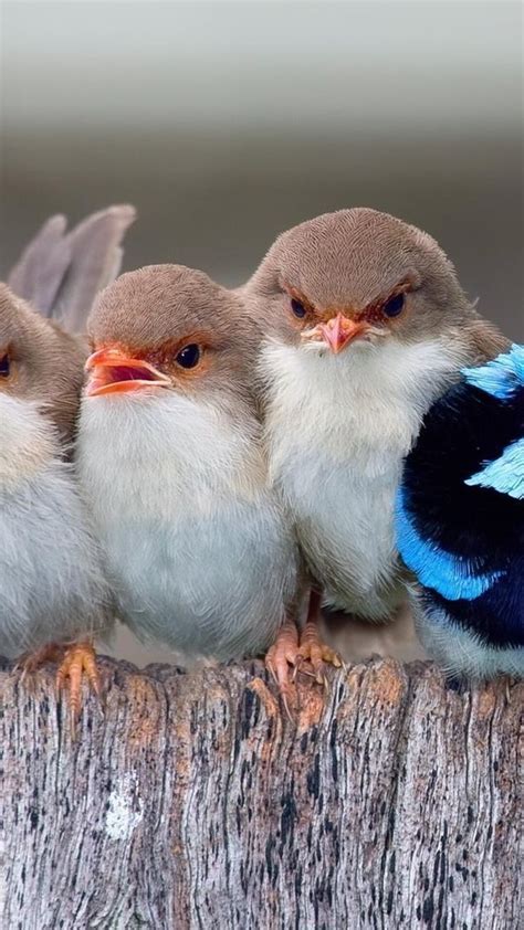 1080x1920 Passerine Birds Iphone 7,6s,6 Plus, Pixel xl ,One Plus 3,3t,5 ...