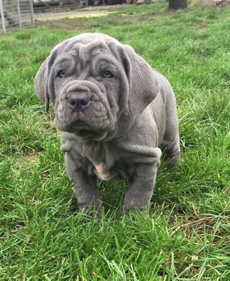 They were bred for fighting and defending. KC REGISTERED NEAPOLITAN MASTIFF PUPPIES FOR SALE | Heanor ...