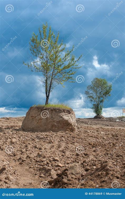 Â Isolated Tree In Field Stock Image Image Of Solitude 44178869
