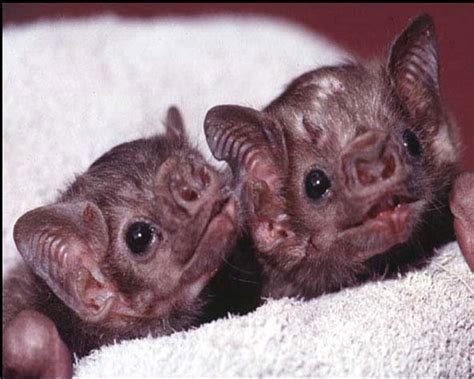 Top 15 Vampire Bat Facts Size Diet Range