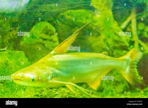 Cute Giant Pangasius Paroon Shark Pangasid Catfish Or Chao Phraya