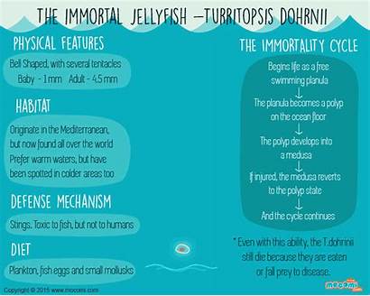 Jellyfish Immortal Facts Fish Jelly Species Die