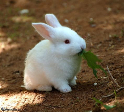 Conejo valley, in southern california. Conejo blanco - Animales.me