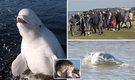 Benny The Beluga Whale Watchers Out In Force To See Arctic Giant Who Swam The 2000 Miles
