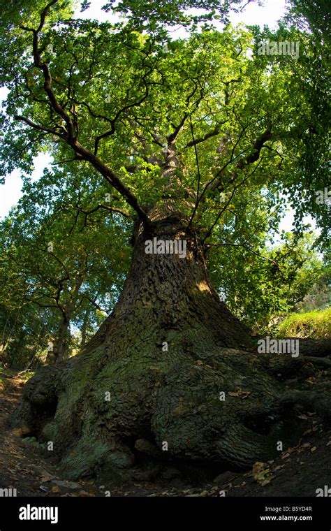 Ancient Common English Oak Tree Trunk Branches Quercus Robur Woodland