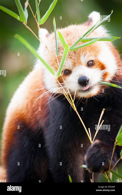 Red Panda Bear Ailurus Fulgens In His Natural Habitat Stock Photo Alamy