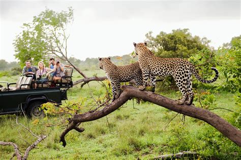 An Insiders Guide To An African Safari