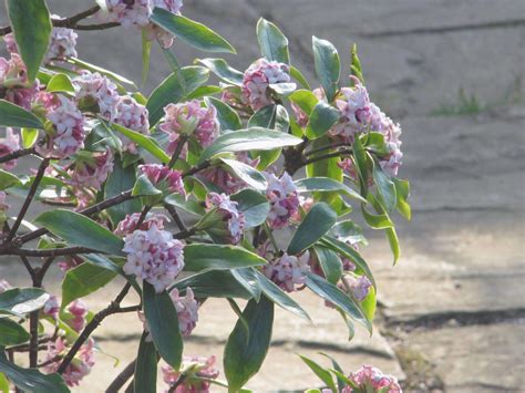 Insieme alle arance in un film di diego bianchi. Cura di Daphne odora, un arbusto con fiori belli e ...