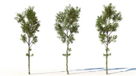 Free Trees 3d Models 3dziporg 3d Model Free Download