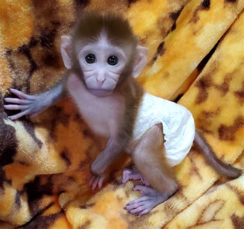 Pet Monkeys For Sale Primates For Sales