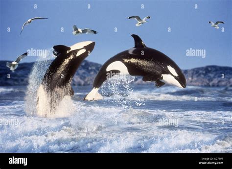 Two Killer Whales Orcinus Orca Breaching Stock Photo Alamy