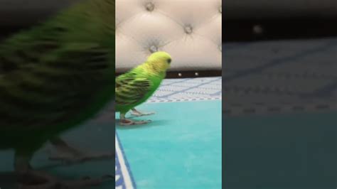 Happy Budgies Soundbudgie Youtube