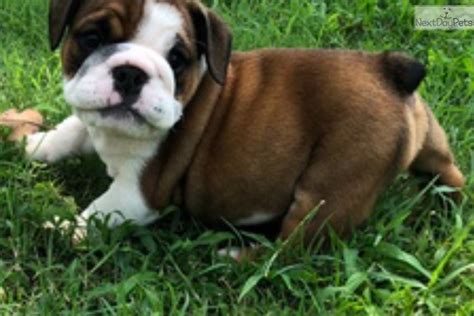 We did not find results for: Macy: English Bulldog puppy for sale near Lake Charles, Louisiana. | 297a3ac7-7ba1