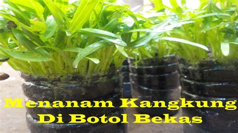 Cara Menanam Kangkung Di Dalam Botol Aqua Bekas Dengan Mudah Youtube