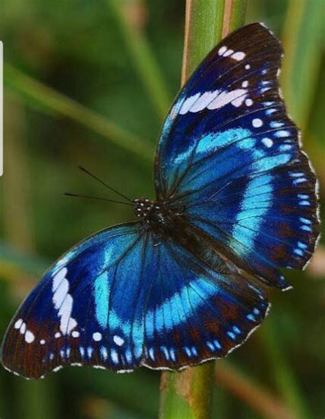 Épinglé Par Sweetheart Tofive Sur Butterfly Art Papillon Beaux