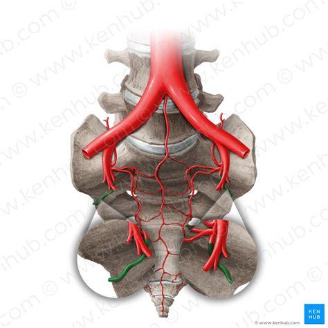 Internal Iliac Artery Anatomy Kenhub
