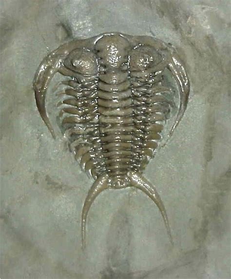 Trilobite Collection Discover Ancient Arthropods Amnh Trilobite