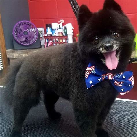 Before Von Aries Kennels Boarding Grooming And Training Facebook