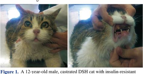 Treating Acromegaly In Cats It Would Be Nice Blawker Custom Image Library